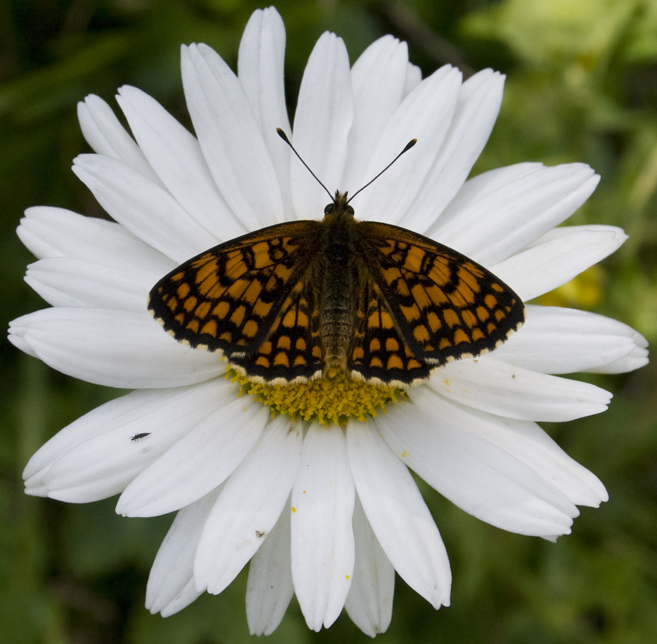 Melitaea, ma quale?